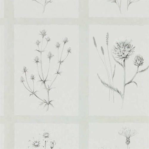 Little Thistles 216512